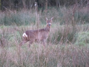 IMG_6991